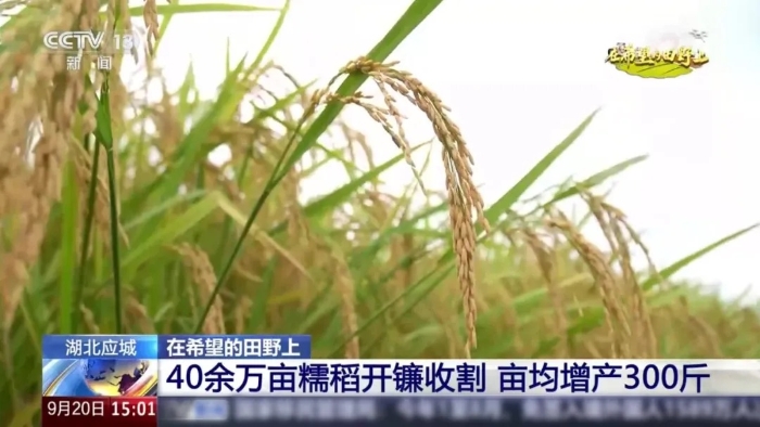 央視聚焦！徐工這臺(tái)“收稻神器”刷屏湖北田野