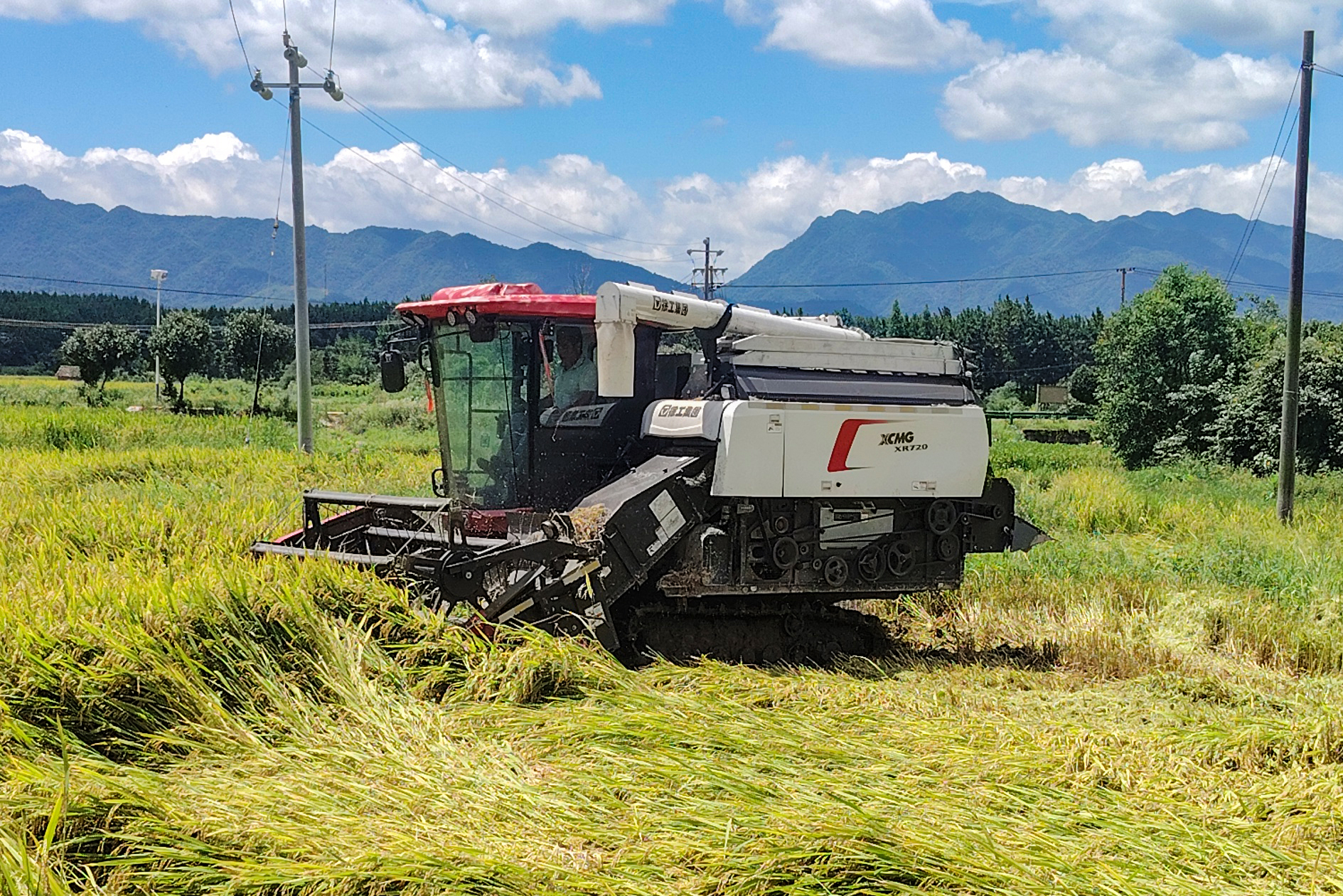 倒伏早稻輕松收！徐工XR720馳騁吉安小田塊